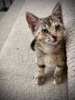 *TIRAMISU -  Domestic Short Hair Cat for Adoption in Woodland, California - *TIRAMISU | PetCurious