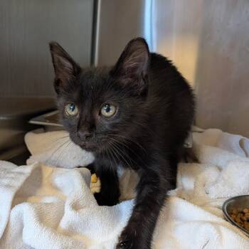 Sherlock -  Domestic Short Hair Cat for Adoption in Birmingham, Alabama - Sherlock | PetCurious