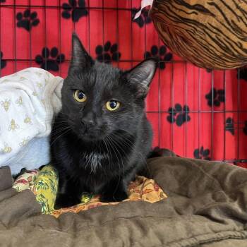 Domestic Short Hair Cats Available for Adoption - Ronda | PetCurious