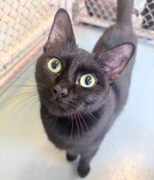 Domestic Short Hair Cats Available for Adoption in Ogdensburg, New York - Pythia | PetCurious
