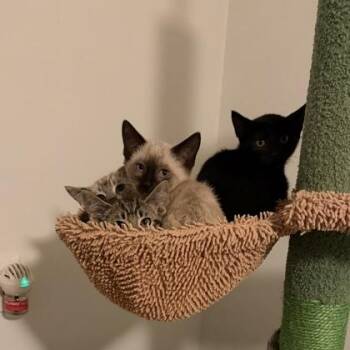 James -  Siamese and Domestic Short Hair Cat for Adoption in Janesville, Wisconsin - James | PetCurious