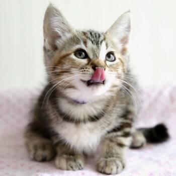 Raisin Bran -  Domestic Short Hair Cat for Adoption in Keizer, Oregon - Raisin Bran | PetCurious