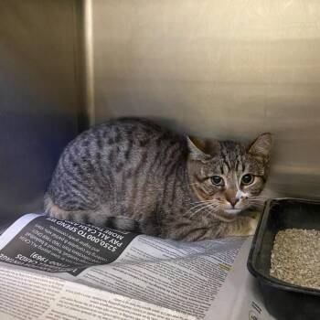 Boots -  Domestic Short Hair Cat for Adoption in Spanish Fork, Utah - Boots | PetCurious