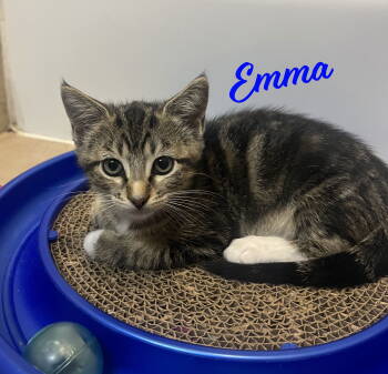 Rescue Tabby and Domestic Short Hair Cats for Adoption in Houston, Texas - Emma #tabby-trio | PetCurious