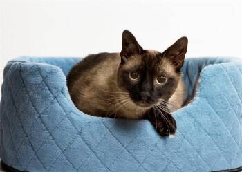 MR.MEOWGEE -  Siamese Cat for Adoption in Fort Lauderdale, Florida - MR.MEOWGEE | PetCurious