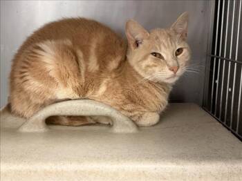 A183715 -  Domestic Short Hair Cat for Adoption in Tulsa, Oklahoma - A183715 | PetCurious