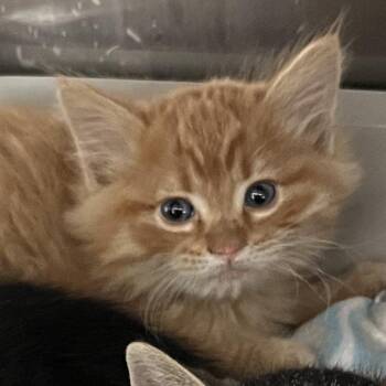 Domestic Short Hair Cats Available for Adoption in Oak Park, Illinois - Copper | PetCurious