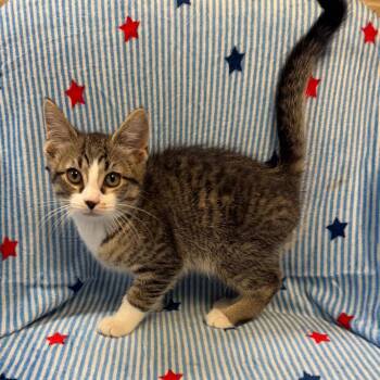 Spurs (Male) -  Domestic Short Hair Cat for Adoption in Kittanning, Pennsylvania - Spurs (Male) | PetCurious