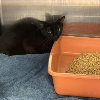 0994-C26 -  Domestic Short Hair Cat for Adoption in Port Charlotte, Florida - 0994-C26 | PetCurious