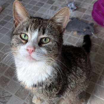 Domestic Short Hair Cats Available for Adoption - Doddypoll | PetCurious