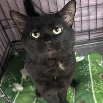 Aldi -  Domestic Short Hair Cat for Adoption in Mokena, Illinois - Aldi | PetCurious