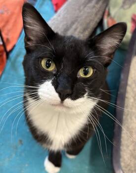 Rescue Domestic Short Hair Cats for Adoption in Richland Center, Wisconsin - Sanford | PetCurious