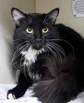 Domestic Long Hair Cats Available for Adoption - WILLOW | PetCurious