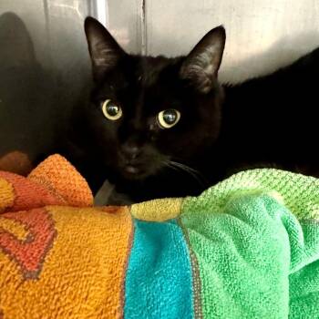 Mela -  Domestic Short Hair Cat for Adoption in Long Beach, California - Mela | PetCurious