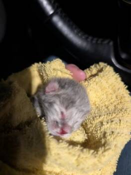 Grey Tabby -  Domestic Short Hair Cat for Adoption in Portland, Indiana - Grey Tabby | PetCurious