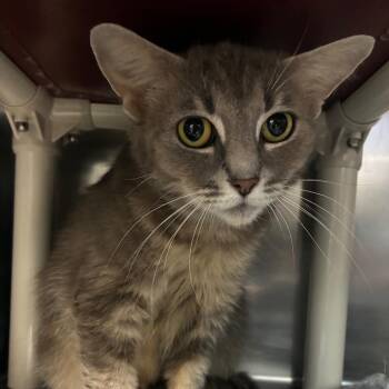 Velvet -  Domestic Short Hair Cat for Adoption in Windsor, Virginia - Velvet | PetCurious