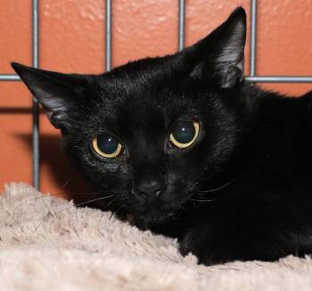 Rescue Domestic Short Hair Cats for Adoption in Cincinnati, Ohio - Katie | PetCurious