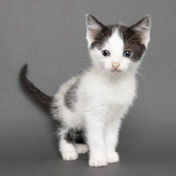 Cherry -  Domestic Short Hair Cat for Adoption in Franklin, Tennessee - Cherry | PetCurious