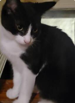 Rescue Domestic Short Hair Cats for Adoption in Evans City, Pennsylvania - Exterminator | PetCurious