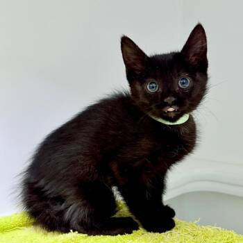 Domestic Short Hair Cats Available for Adoption in Phoenix, Arizona - Stitch | PetCurious