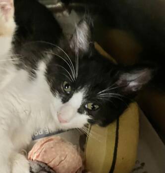Mouse -  Domestic Short Hair Cat for Adoption in Parma, Ohio - Mouse | PetCurious