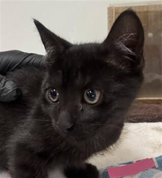 A883844 -  Domestic Short Hair Cat for Adoption in Camarillo, California - A883844 | PetCurious
