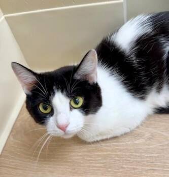 Francesca -  Domestic Short Hair Cat for Adoption in Medina, Ohio - Francesca | PetCurious