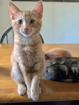 Key Largo -  Domestic Short Hair Cat for Adoption in Columbus, Minnesota - Key Largo | PetCurious