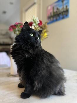 Domestic Long Hair Cats Available for Adoption - Lilly JN (PetSmart Laurens Rd) | PetCurious