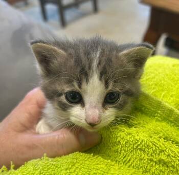 Dump Truck -  Domestic Short Hair Cat for Adoption in Portland, Indiana - Dump Truck | PetCurious