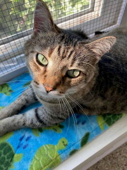 Rescue Domestic Short Hair and Tabby Cats for Adoption in Williamsburg, Iowa - Tiger | PetCurious