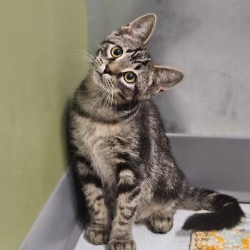 Butter -  Domestic Short Hair Cat for Adoption in Endicott, New York - Butter | PetCurious