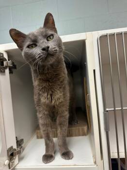 Domestic Short Hair Cats Available for Adoption - Kiddo (matson) | PetCurious