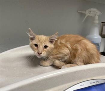 BUMPY -  Domestic Medium Hair Cat for Adoption in Antioch, California - BUMPY | PetCurious