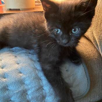 Moonbeam -  Domestic Medium Hair Cat for Adoption in Ferndale, Michigan - Moonbeam | PetCurious