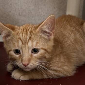 Blaze -  Domestic Short Hair Cat for Adoption in Naperville, Illinois - Blaze | PetCurious