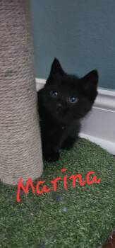 Domestic Medium Hair Cats Available for Adoption in Marine City, Michigan - Marina | PetCurious