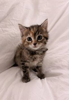 Caramel Popcorn -  Domestic Short Hair Cat for Adoption in Mount Pleasant, South Carolina - Caramel Popcorn | PetCurious