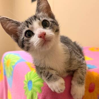 Domestic Short Hair Cats Available for Adoption in Goleta, California - Sagittarius | PetCurious