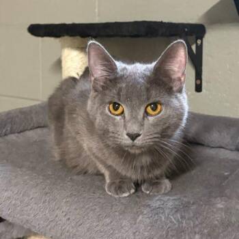 Domestic Short Hair Cats Available for Adoption in Toms River, New Jersey - Maya | PetCurious
