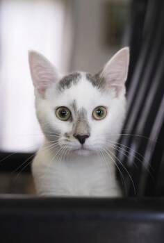 Kashmiri -  Domestic Medium Hair Cat for Adoption in Montreal, Quebec - Kashmiri | PetCurious