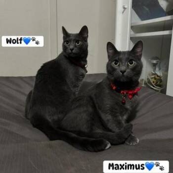 Russian Blue Cats Available for Adoption - Maximus & Wolf | PetCurious
