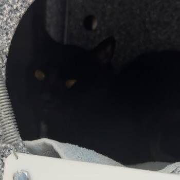 Casper -  Domestic Short Hair Cat for Adoption in League City, Texas - Casper | PetCurious
