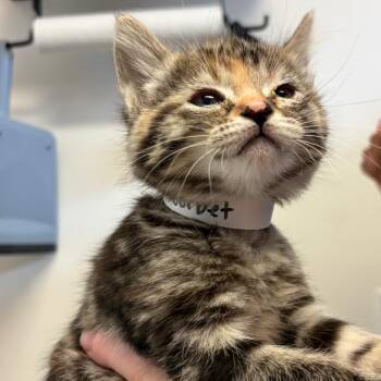 Sorbet -  Domestic Short Hair Cat Available for Adoption in Goleta, California - Sorbet | PetCurious