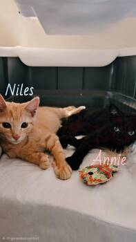 Niles and Annie -  Domestic Short Hair Cat for Adoption in Pardeeville, Wisconsin - Niles And Annie | PetCurious