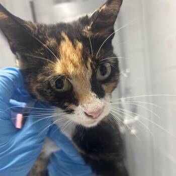 Miracle @ Dorchester Rd. PetSmart -  Domestic Short Hair Cat for Adoption in Summerville, South Carolina - Miracle @ Dorchester Rd. PetSmart | PetCurious