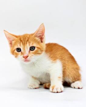 Bellatrix -  Domestic Short Hair Cat for Adoption in Morton Grove, Illinois - Bellatrix | PetCurious