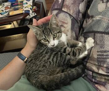 Orla -  Tuxedo and Tabby Cat for Adoption in Oxford, Mississippi - Orla | PetCurious