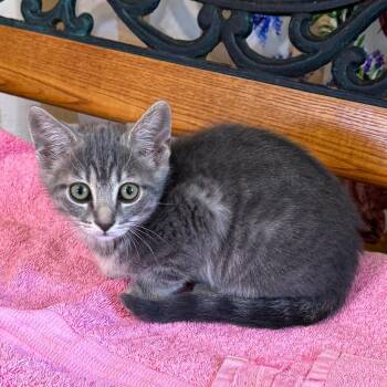 Sage  -  Domestic Short Hair Cat for Adoption in Cambria, California - Sage  | PetCurious