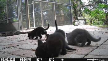 Moonlight -  Domestic Short Hair Cat for Adoption in Deltona, Florida - Moonlight | PetCurious